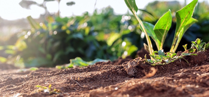 Jak sprawdzić i poprawić właściwości gleby?
